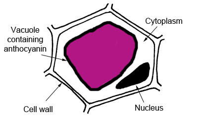 Biology as coursework beetroot