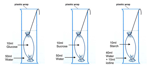 and lab report diffusion osmosis